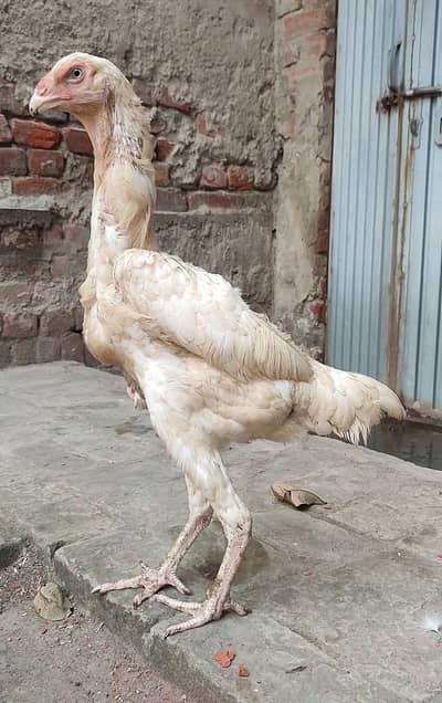 Quality White O Shamo Madi