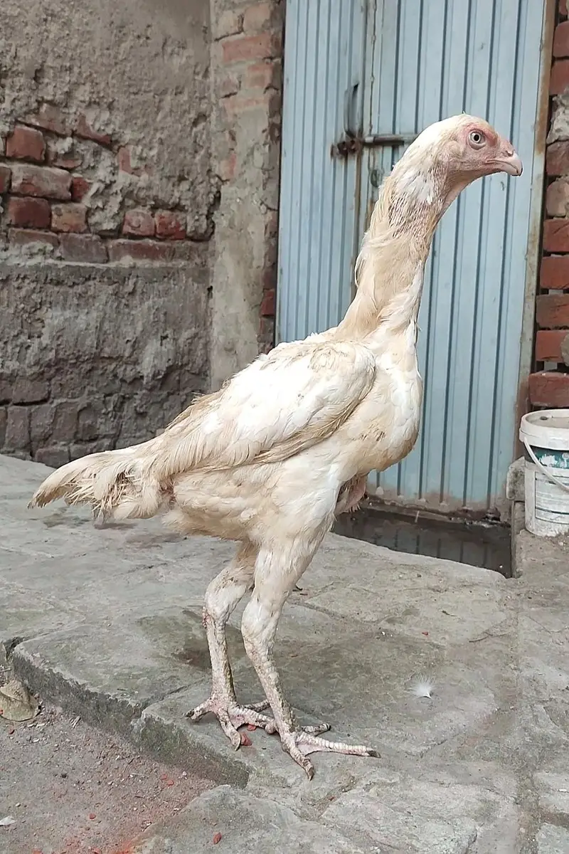 Quality White O Shamo Madi — photo 6