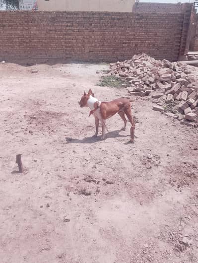Pure desi butiar