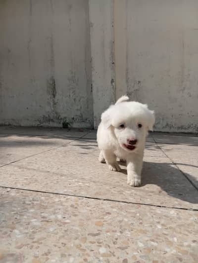 Dog for sale