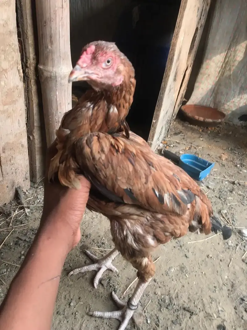 4k price trusted buyers rabta kary — photo 2