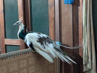 | PEACOCK RARE SPECIAL PIED & BLUE SHOULDER MALES | num 03091333909 |