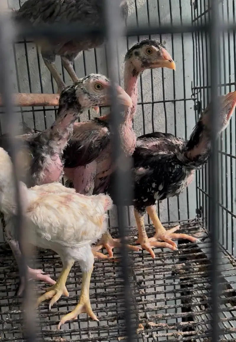 Mianwali Aseel Chicks — photo 2