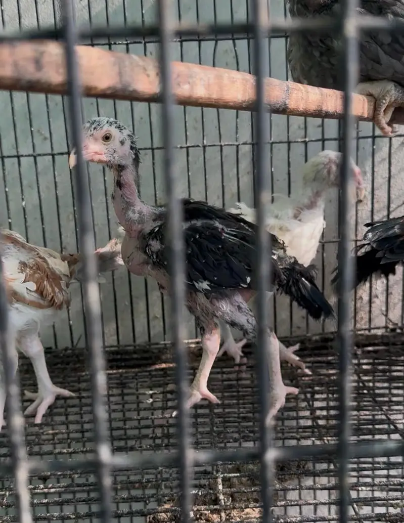 Mianwali Aseel Chicks — photo 3