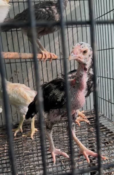 Mianwali Aseel Chicks