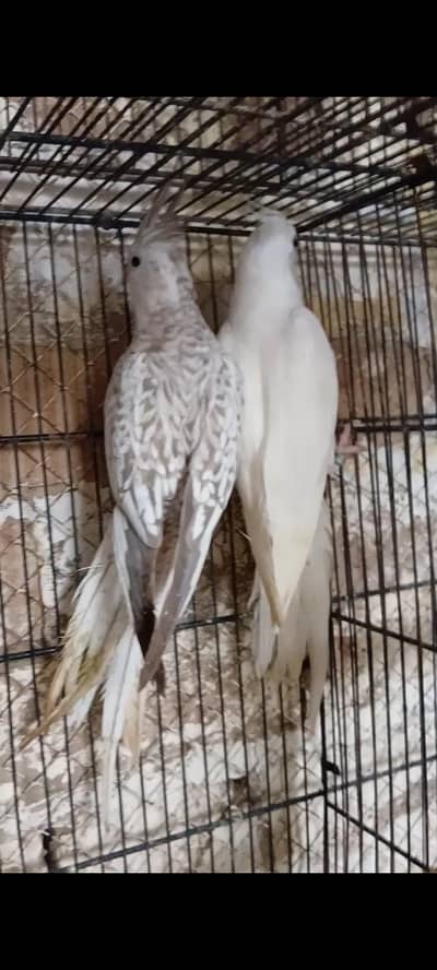 02 Pairs  Cockatiel for sale
