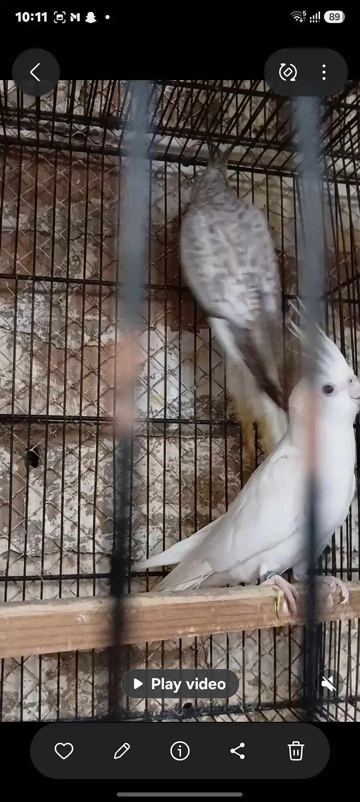 02 Pairs  Cockatiel for sale — photo 2
