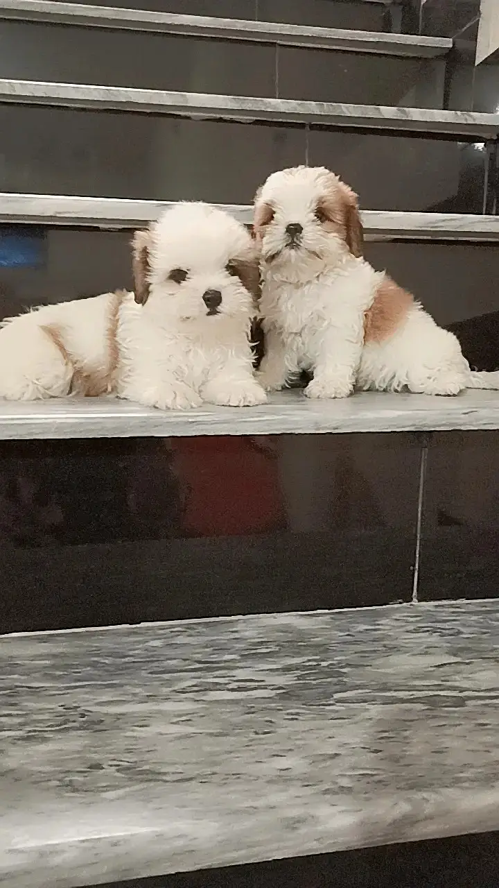 Shitzu puppies | shihtzu puppy pair | shitzu dog puppies — photo 2