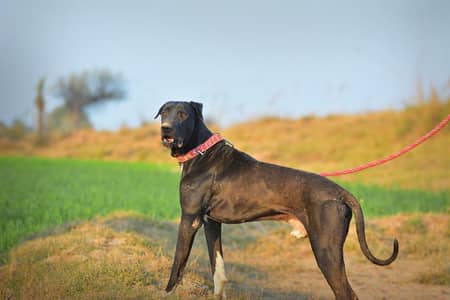 Champion Bloodline Bully Patha
