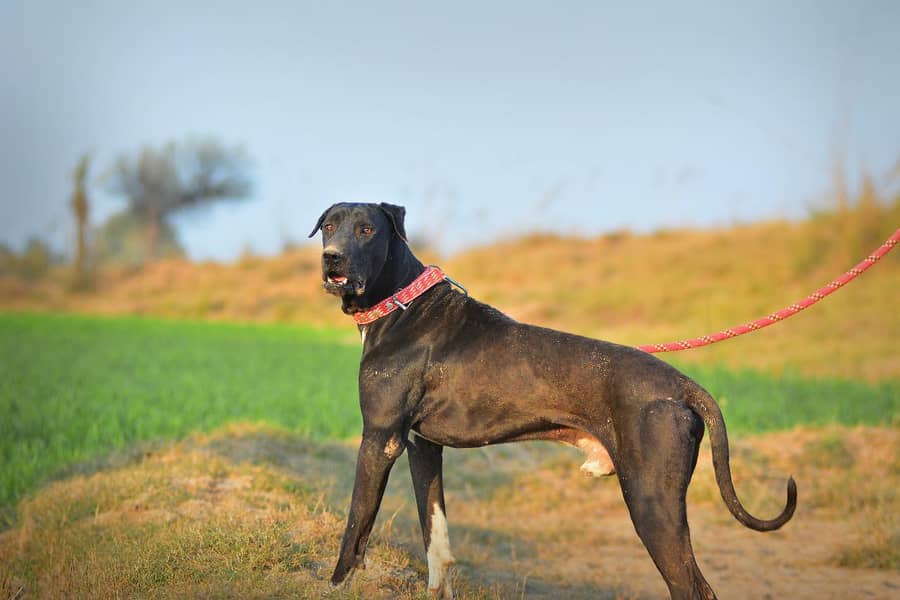 Pakistani  Bully Dog Patha 0