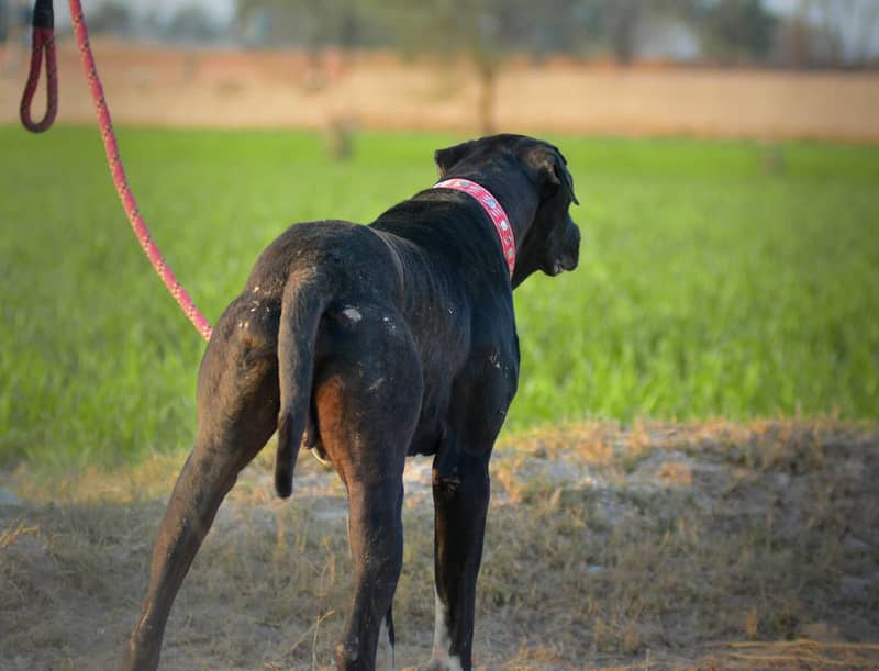 Pakistani  Bully Dog Patha 1