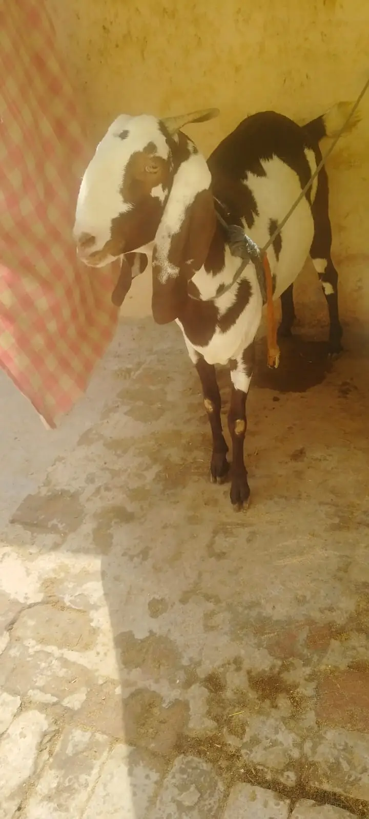 1 Ghabn Desi Bakri 2 Khery Bakry for Sale — photo 2