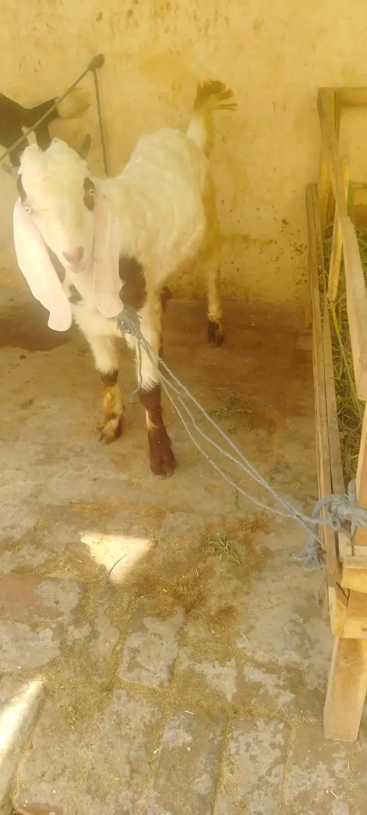 1 Ghabn Desi Bakri 2 Khery Bakry for Sale — photo 3