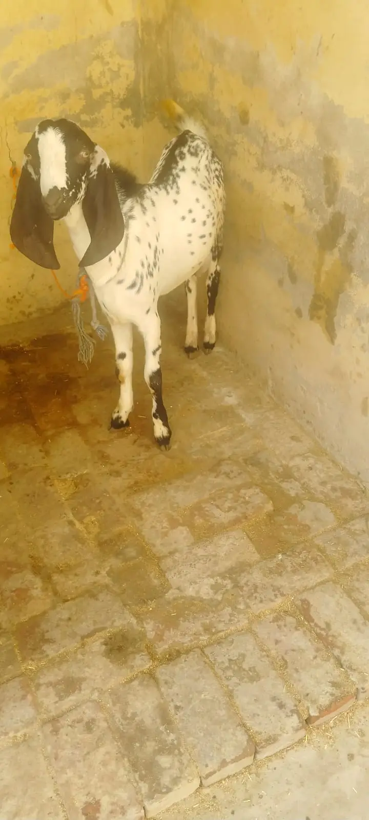 1 Ghabn Desi Bakri 2 Khery Bakry for Sale — photo 4