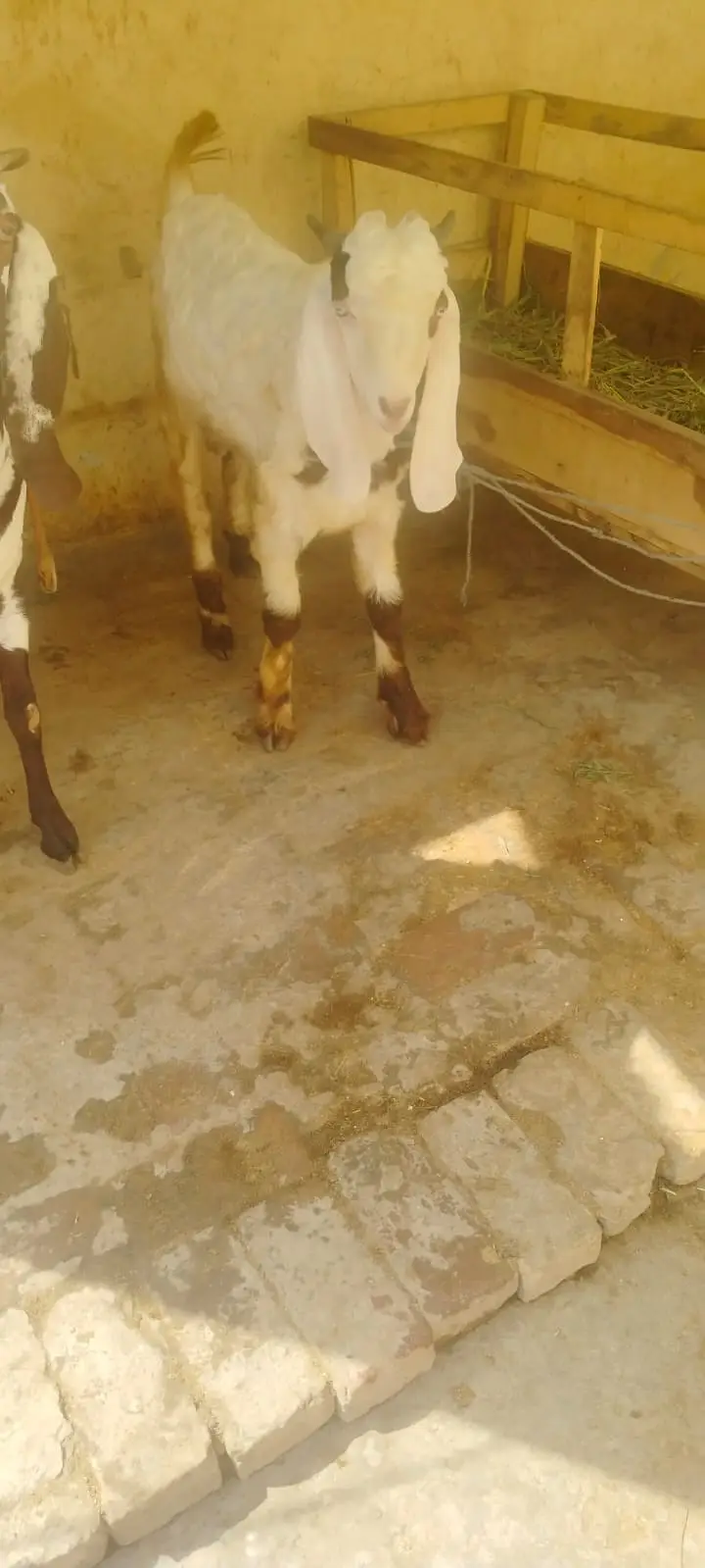 1 Ghabn Desi Bakri 2 Khery Bakry for Sale — photo 5