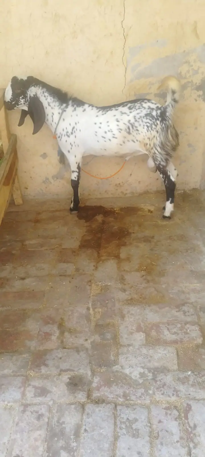 1 Ghabn Desi Bakri 2 Khery Bakry for Sale — photo 6
