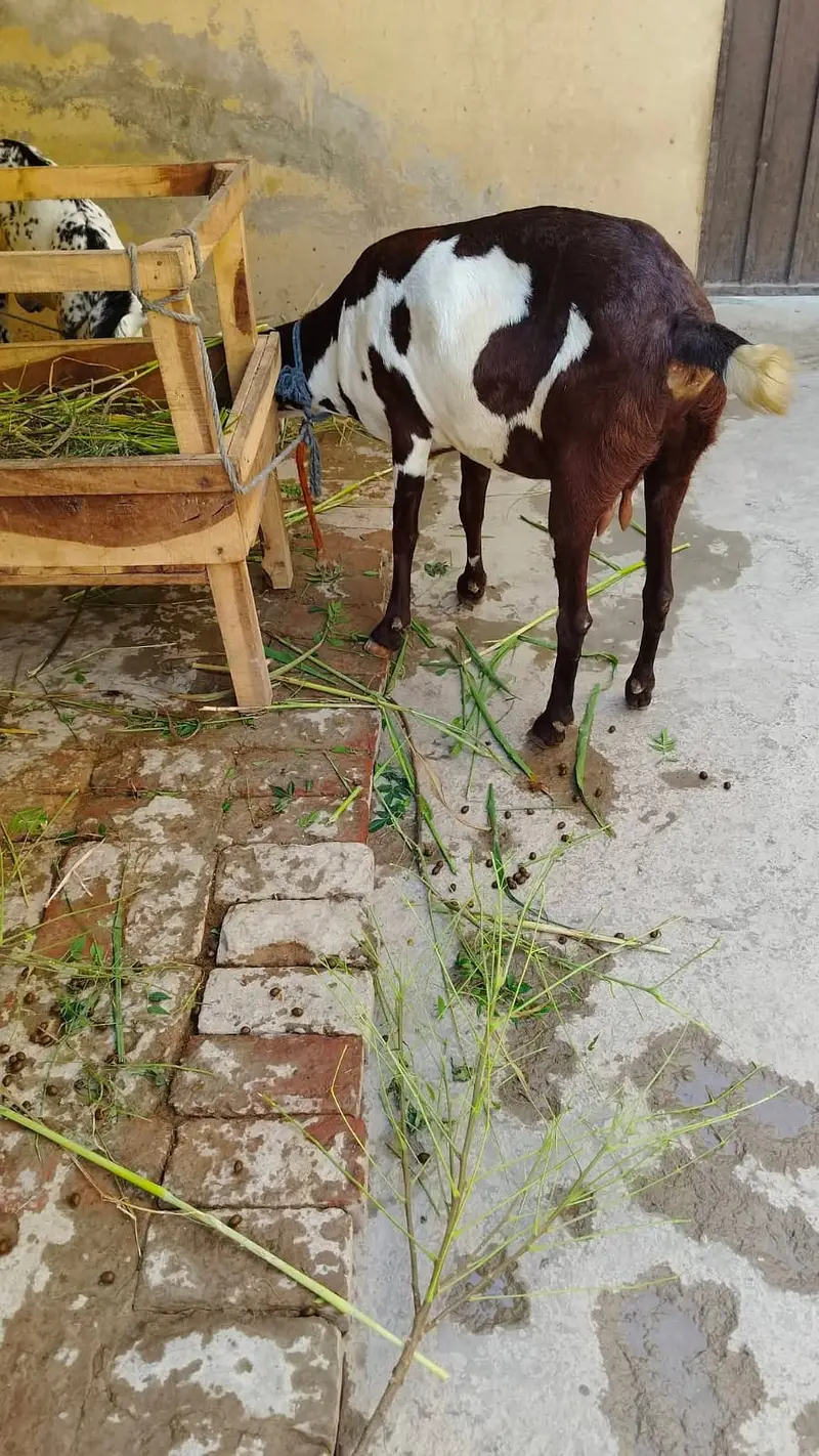 1 Ghabn Desi Bakri 2 Khery Bakry for Sale — photo 7