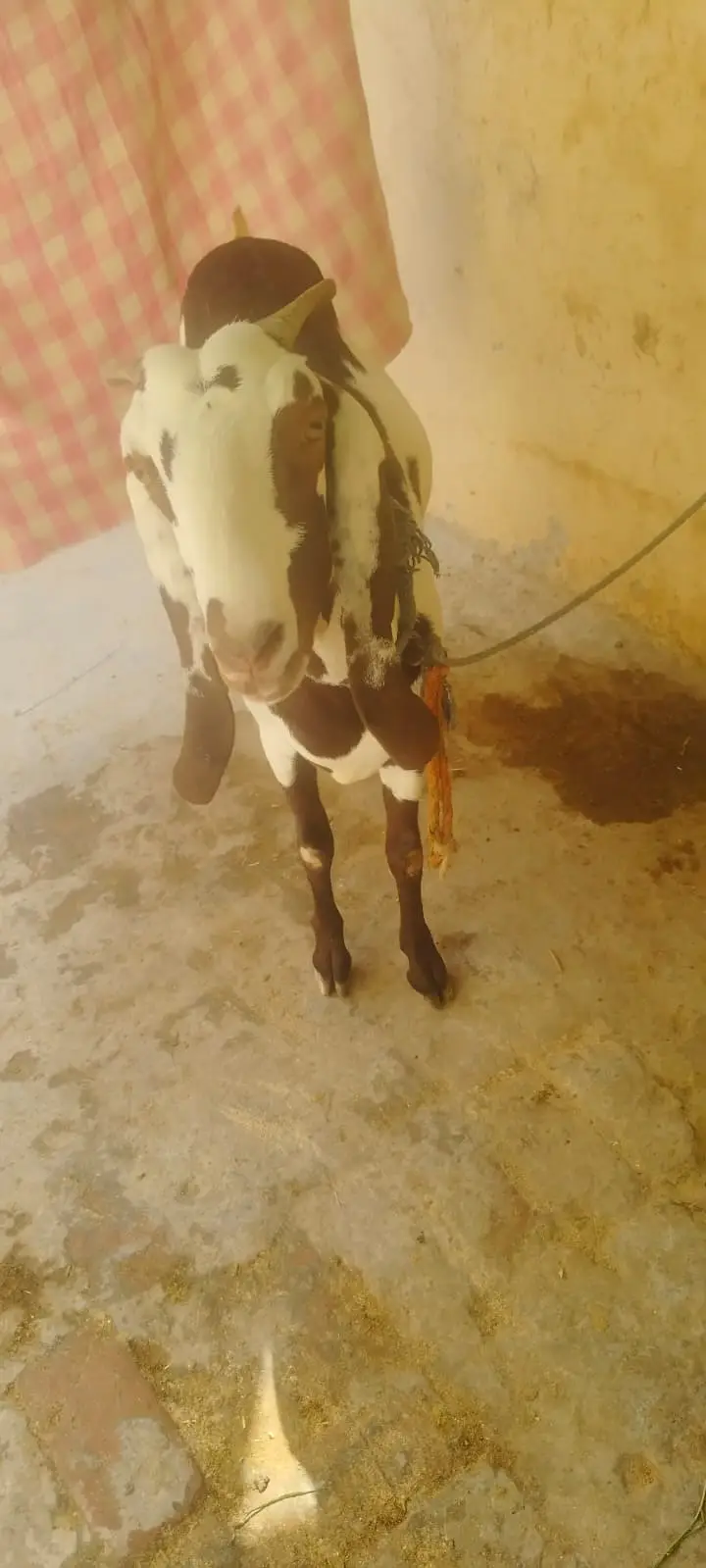 1 Ghabn Desi Bakri 2 Khery Bakry for Sale — photo 8