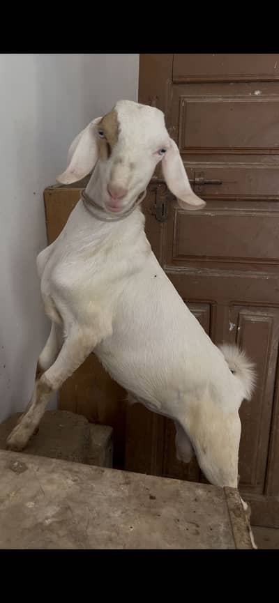 WHITE EYES GULABI TAPRA