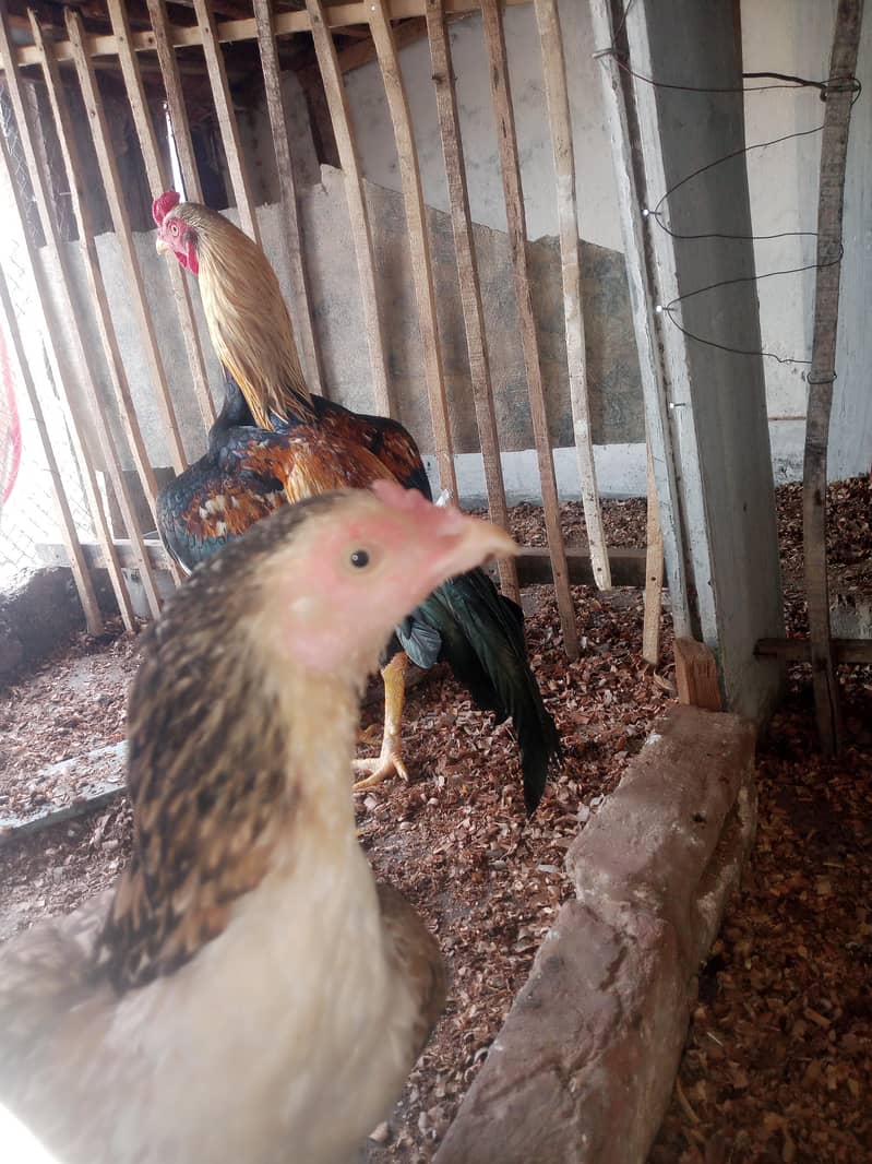 Hen/Murghi aseel 0