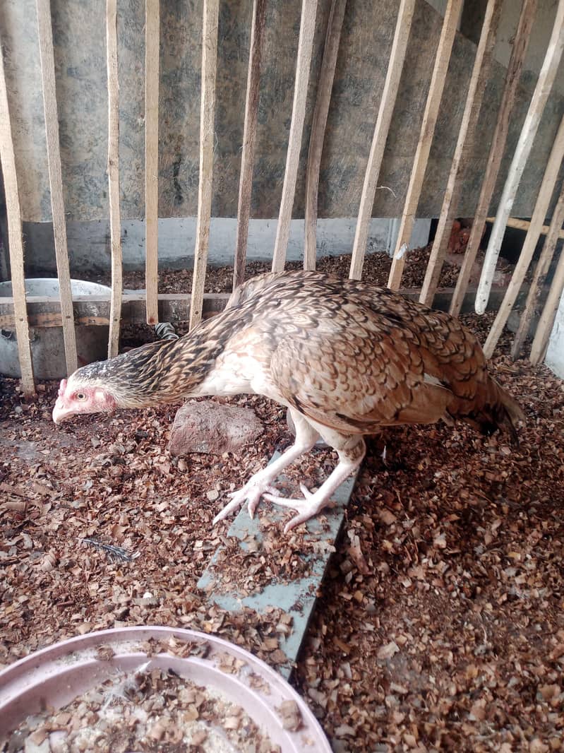 Hen/Murghi aseel 1