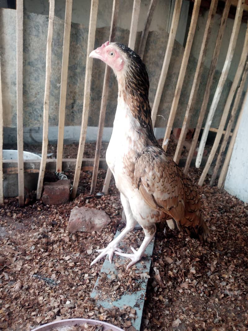 Hen/Murghi aseel 2