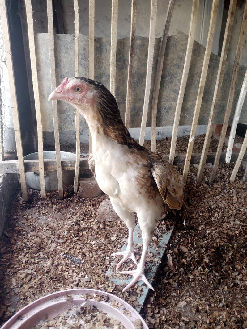 Hen/Murghi aseel 3