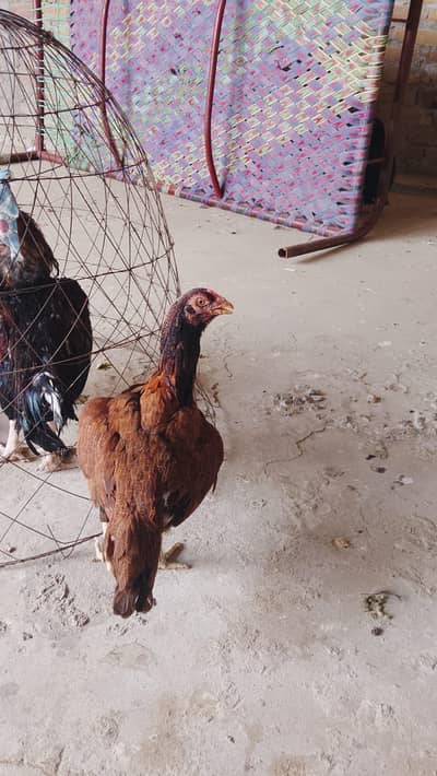 asel hens for sale