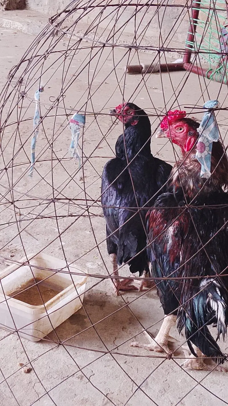 asel hens for sale — photo 2