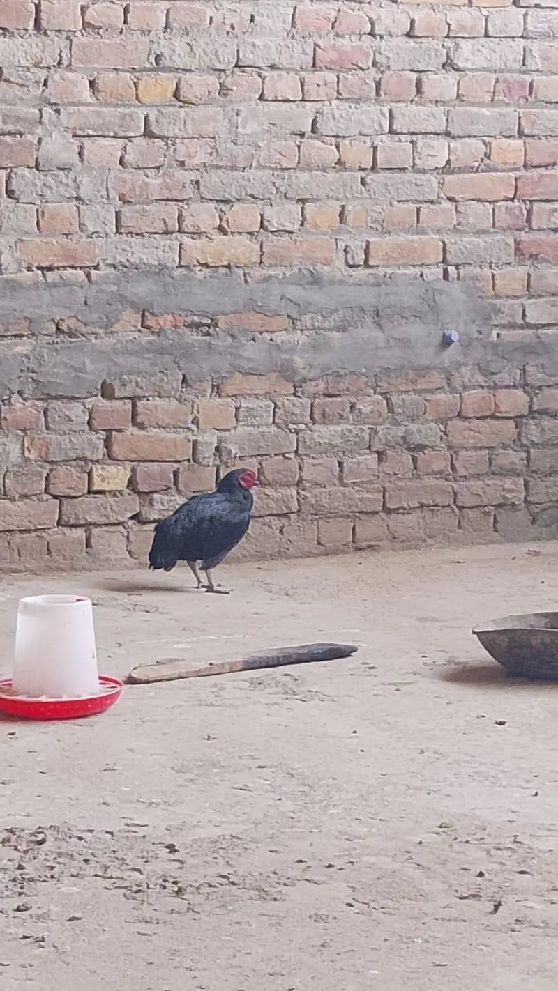asel hens for sale — photo 3