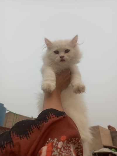 person white cat long hair female available