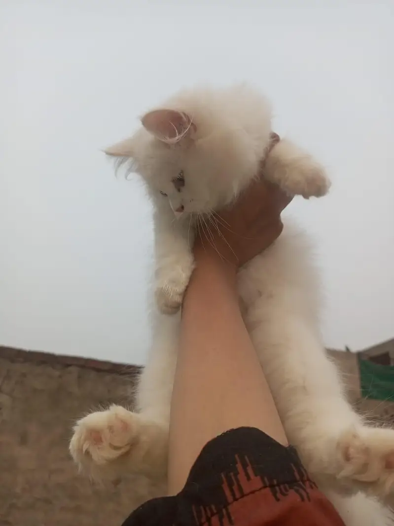 person white cat long hair female available — photo 2