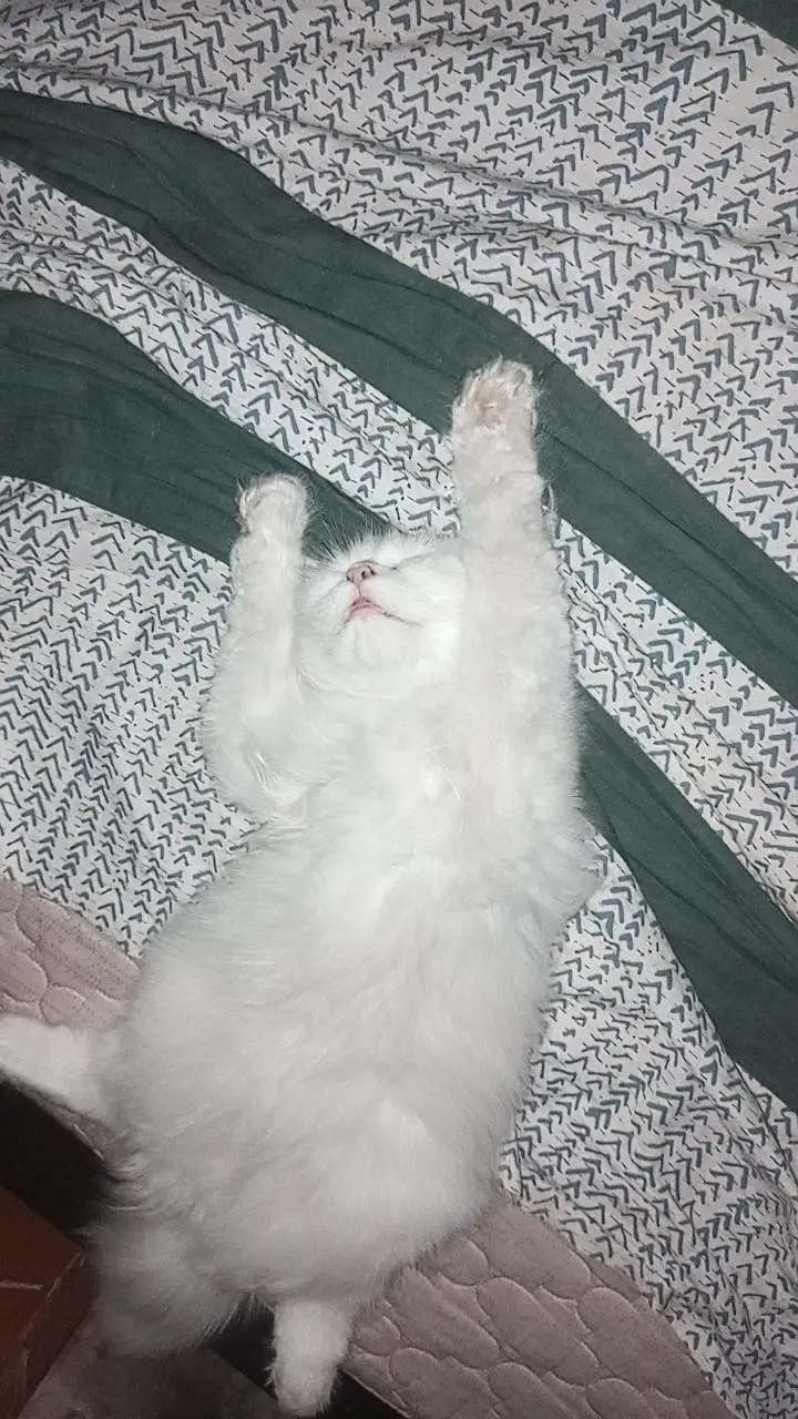 person white cat long hair female available — photo 3