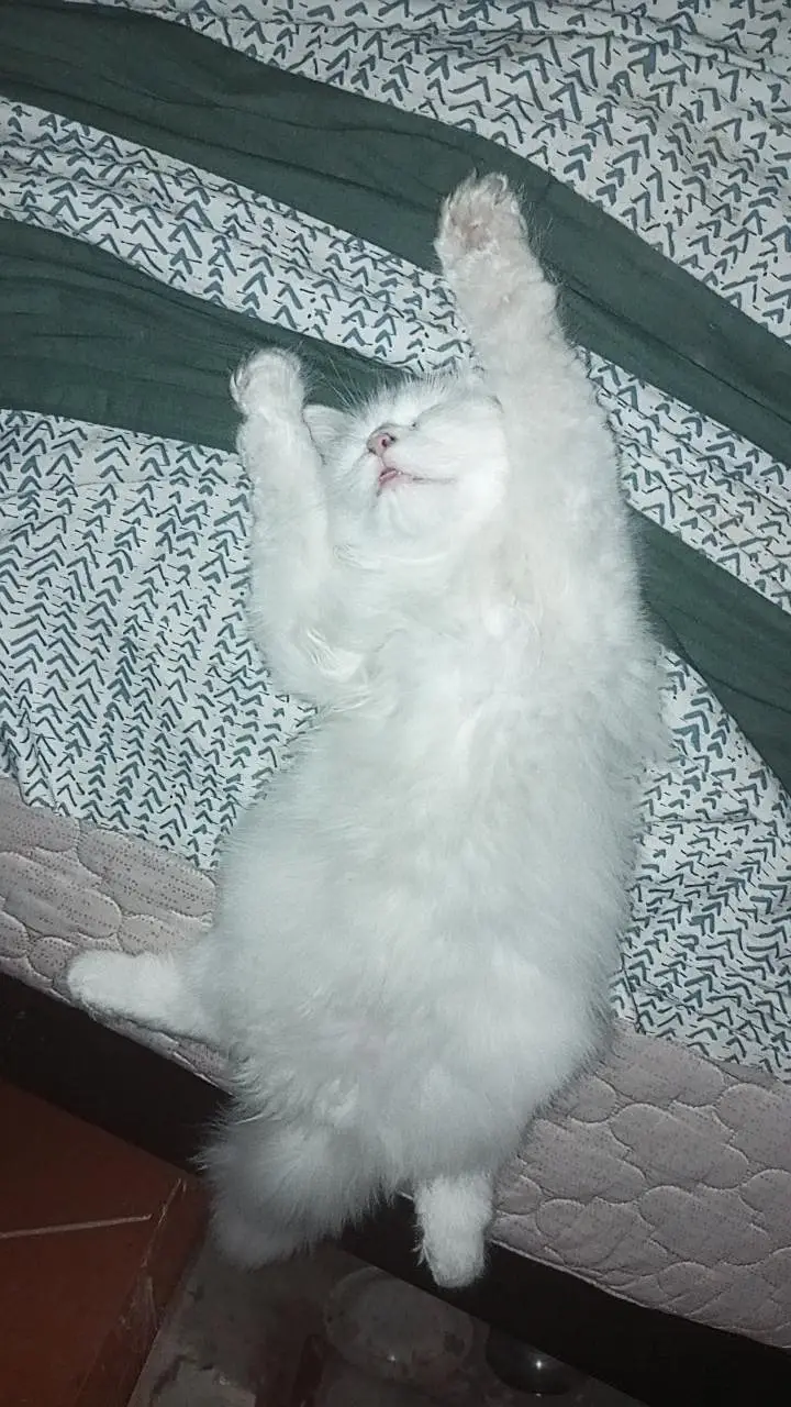 person white cat long hair female available — photo 4