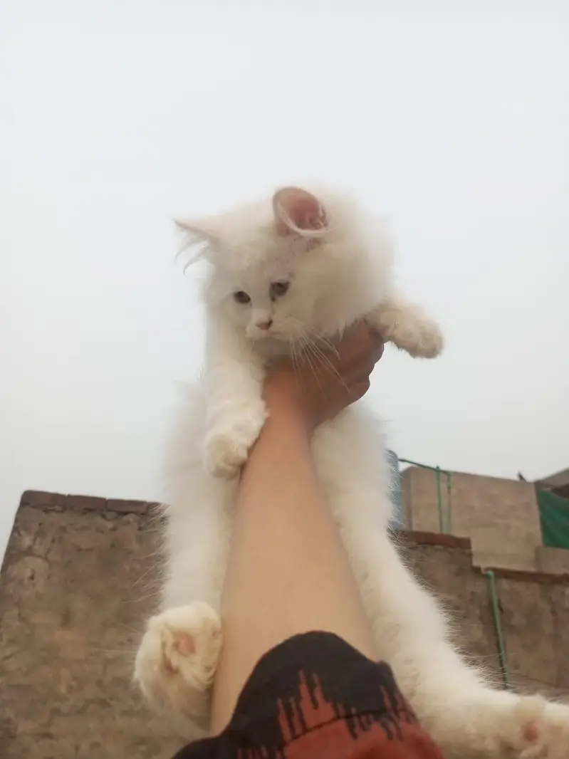 person white cat long hair female available — photo 5