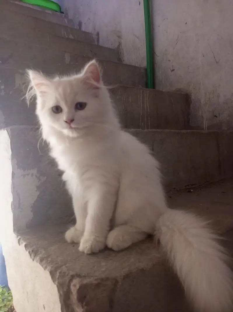 person white cat long hair female available — photo 6
