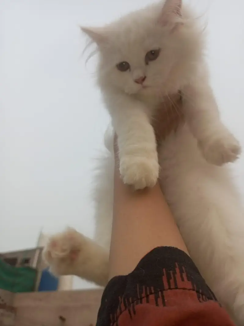 person white cat long hair female available — photo 7