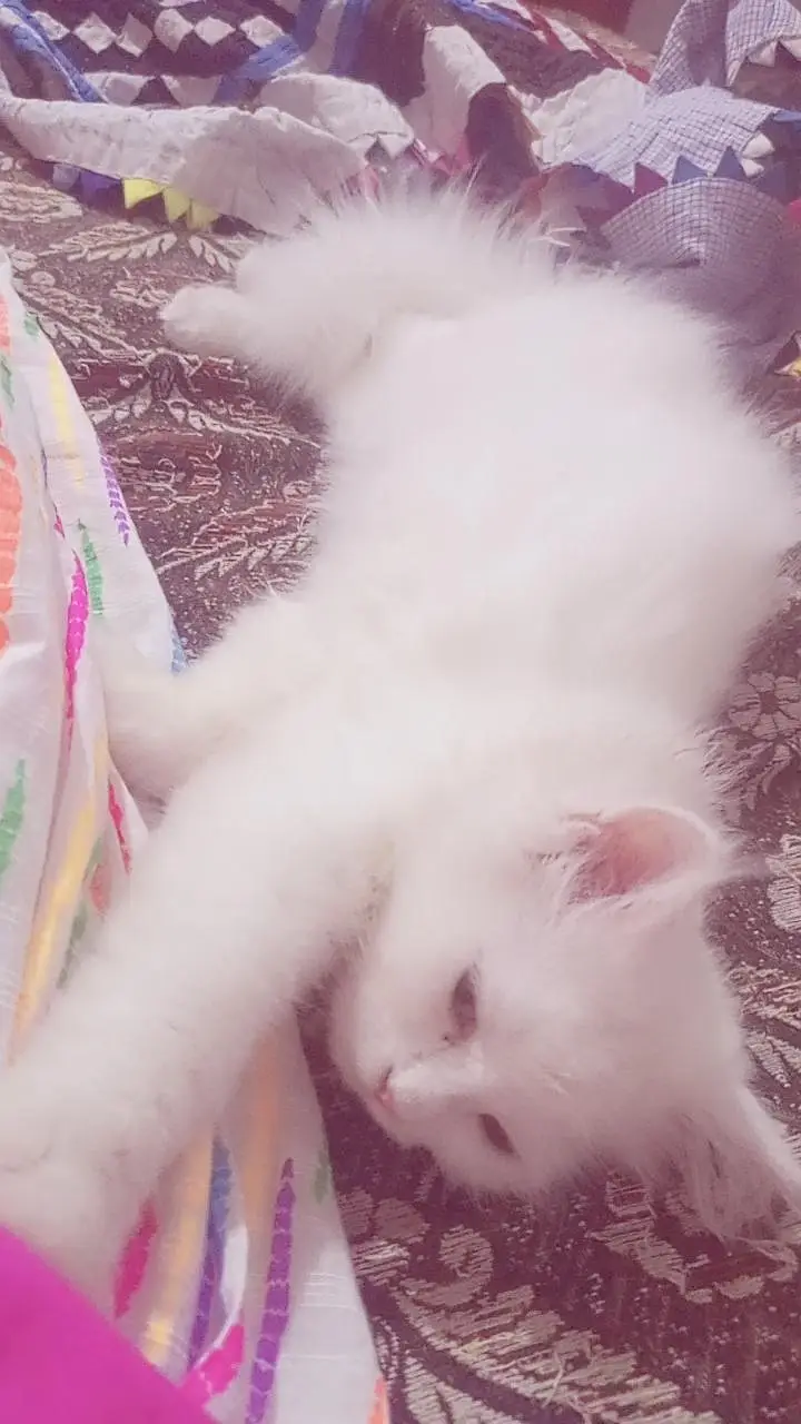 person white cat long hair female available — photo 8