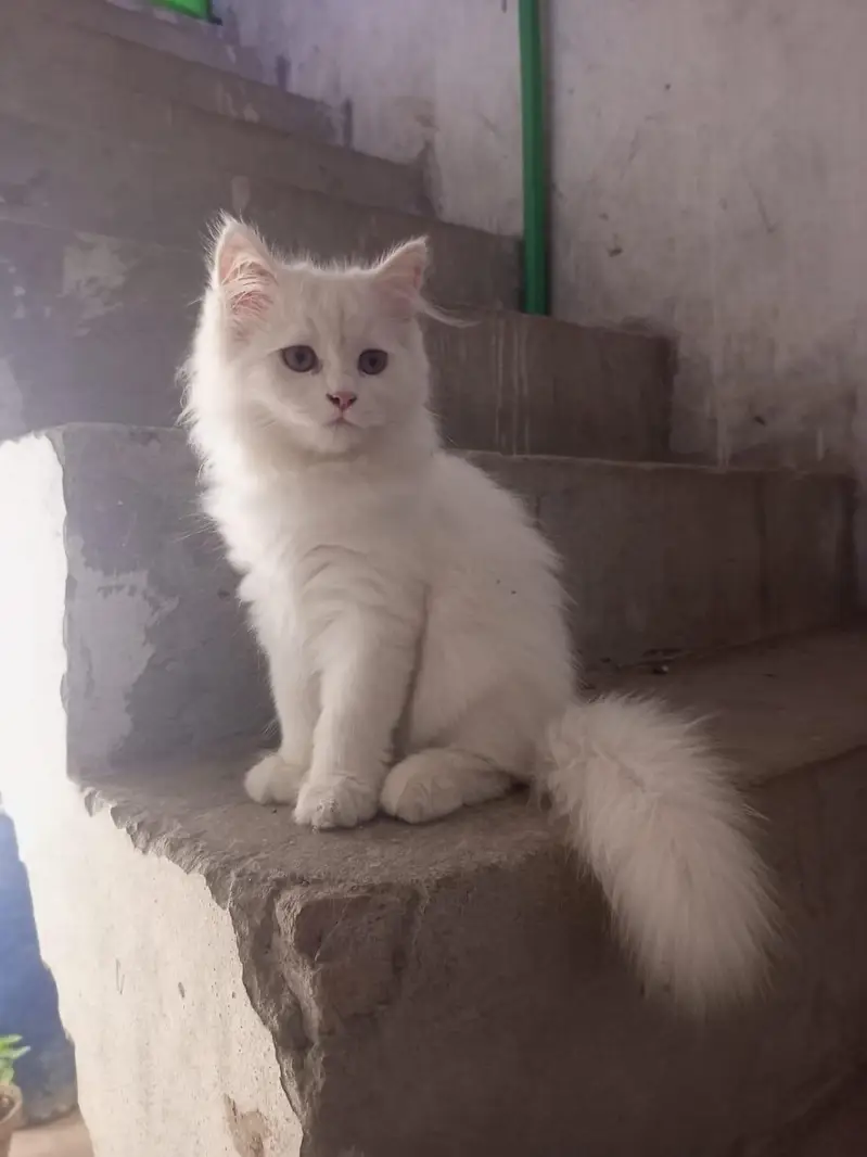 person white cat long hair female available — photo 9