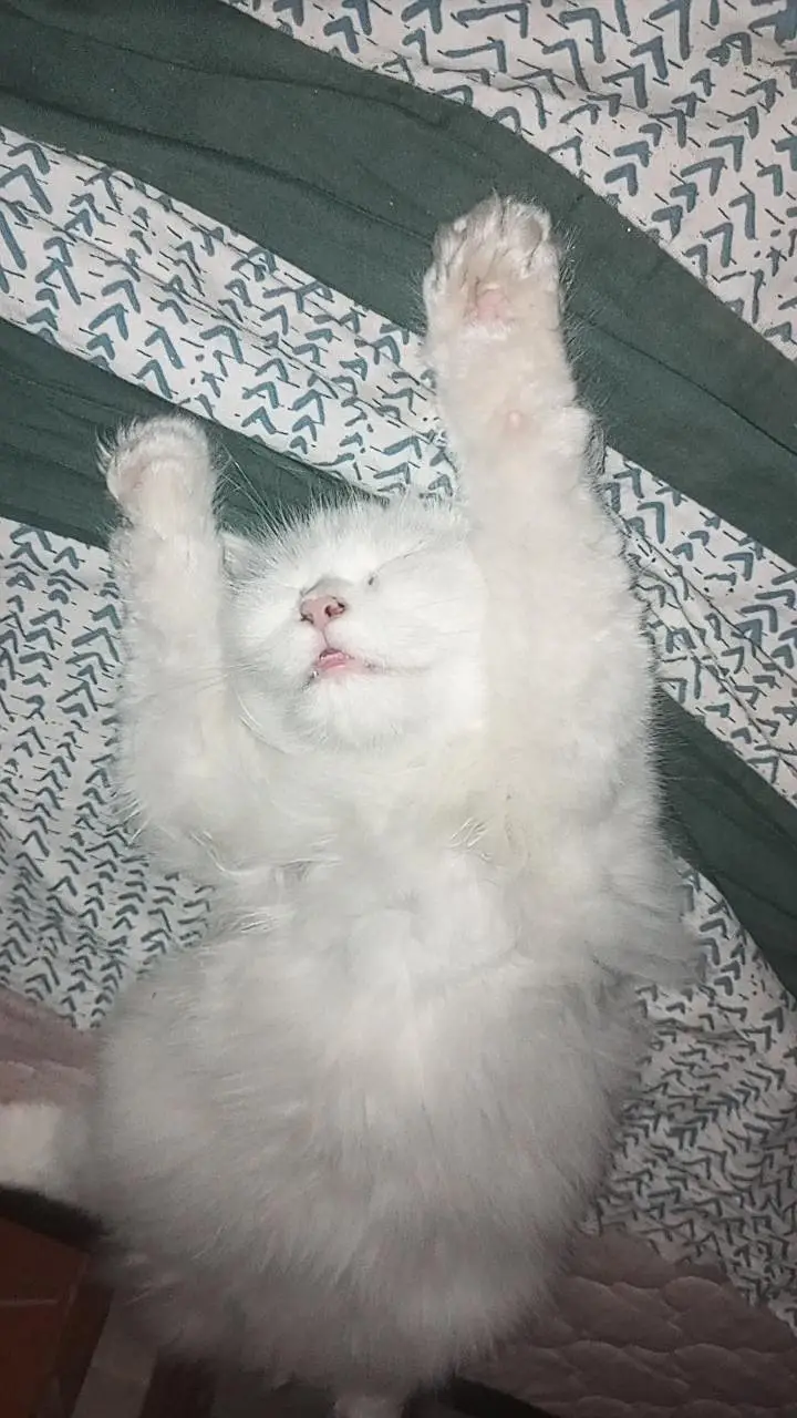 person white cat long hair female available — photo 10