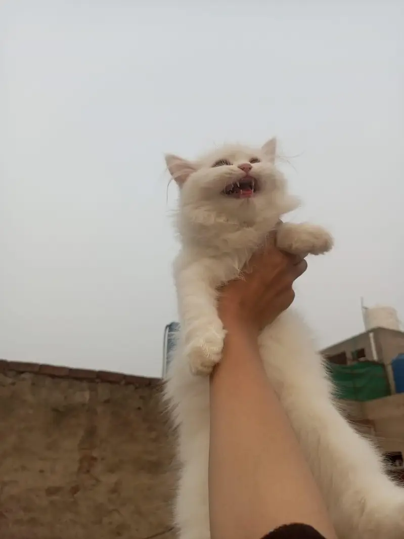 person white cat long hair female available — photo 11