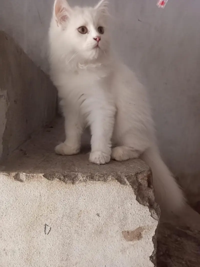 person white cat long hair female available — photo 12