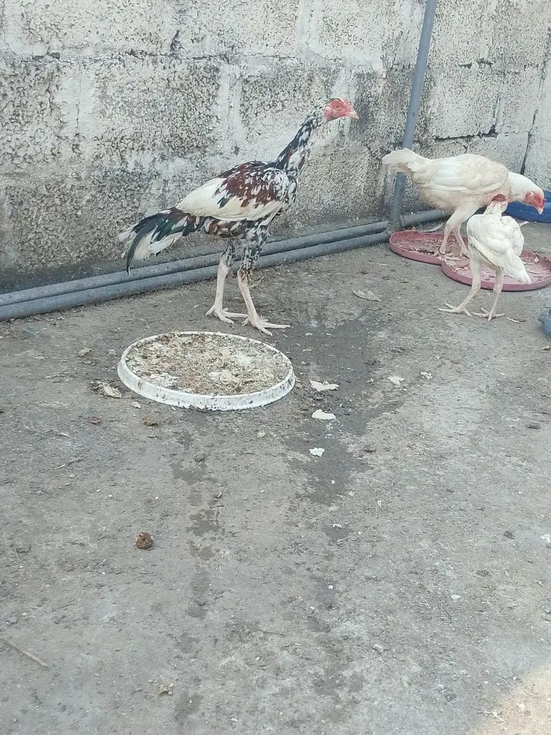 HEERA PURE GUARANTEED WHITE BLOOD LINE FOR SALE — photo 2