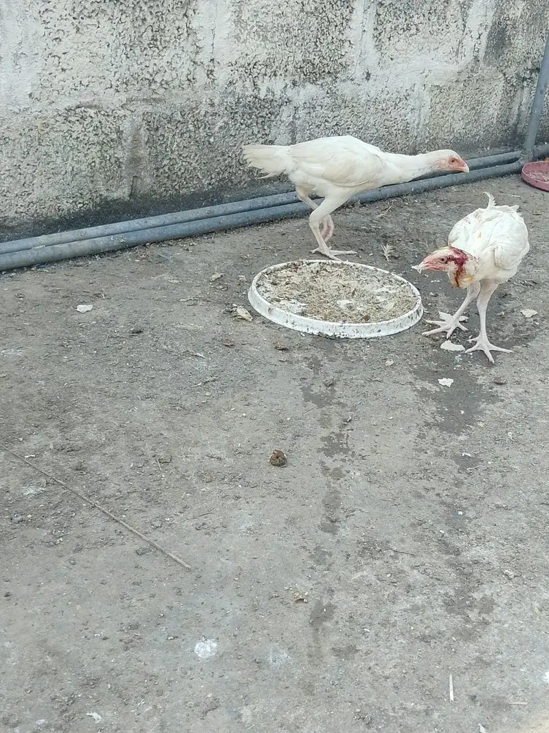 HEERA PURE GUARANTEED WHITE BLOOD LINE FOR SALE — photo 3
