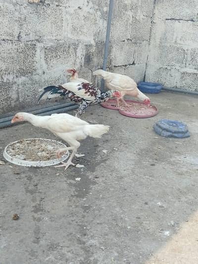HEERA PURE GUARANTEED WHITE BLOOD LINE FOR SALE