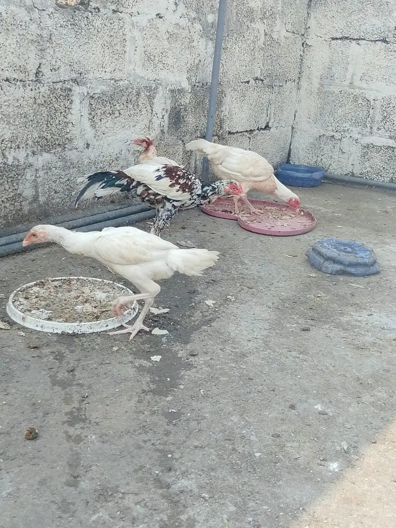 HEERA PURE GUARANTEED WHITE BLOOD LINE FOR SALE — photo 4