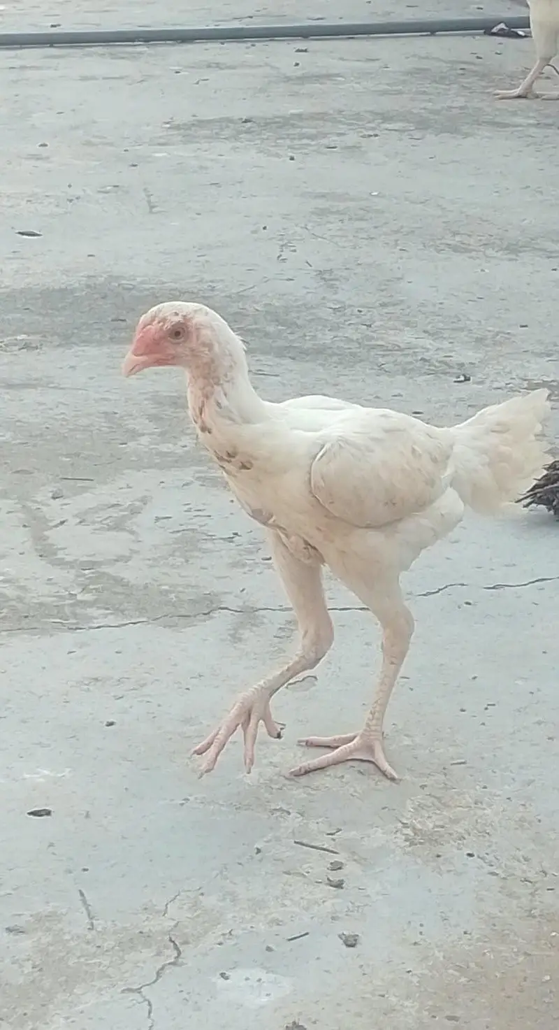 HEERA PURE GUARANTEED WHITE BLOOD LINE FOR SALE — photo 5