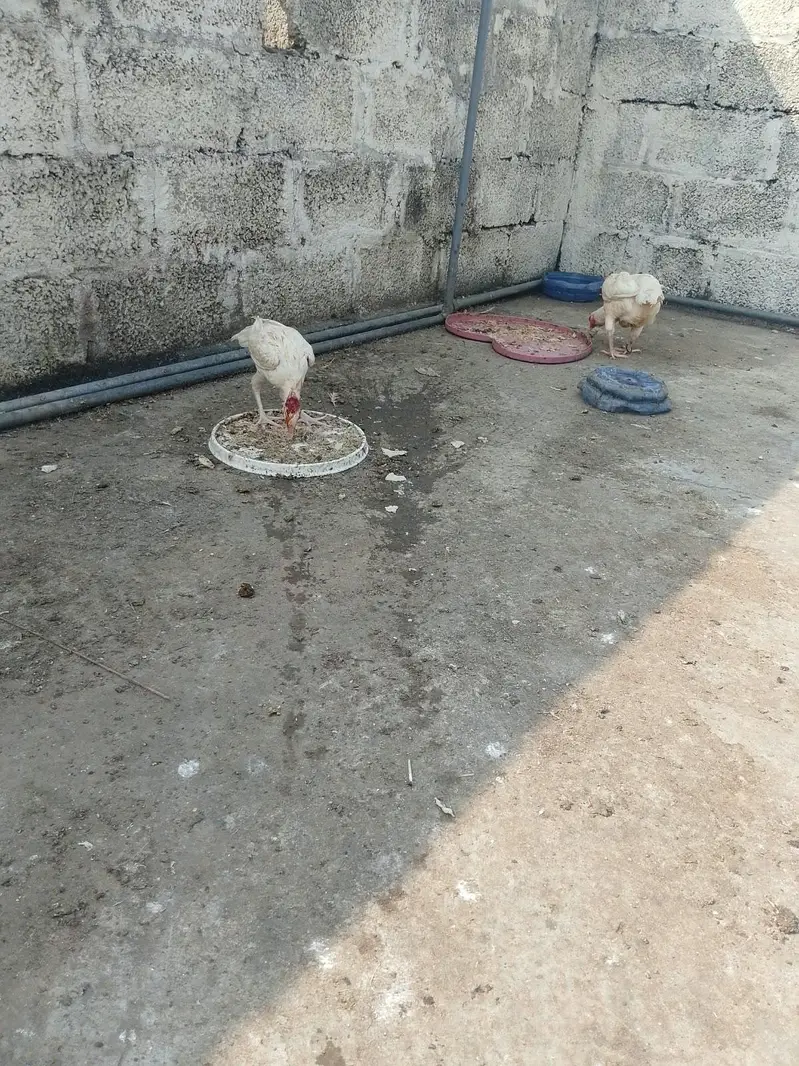HEERA PURE GUARANTEED WHITE BLOOD LINE FOR SALE — photo 6