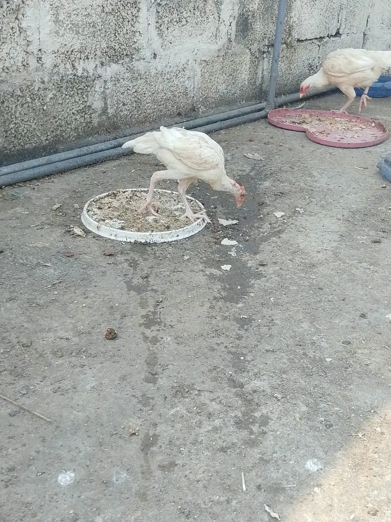 HEERA PURE GUARANTEED WHITE BLOOD LINE FOR SALE — photo 7