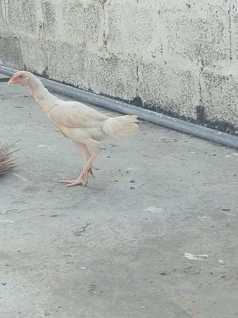 HEERA PURE GUARANTEED WHITE BLOOD LINE FOR SALE — photo 8